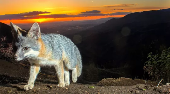 Grey fox walking over a hill with sunset in background