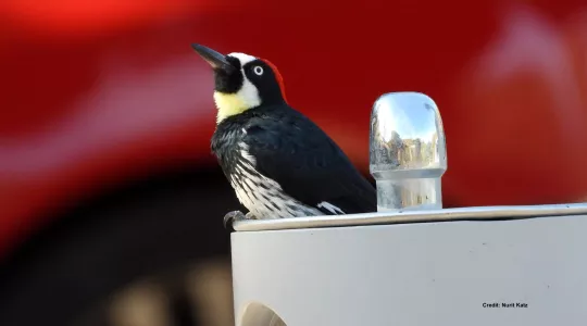 Acorn woodpecker on top of water fountain with red car in background
