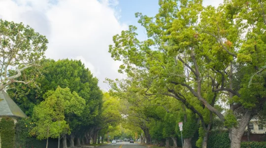 Image of tree lined street