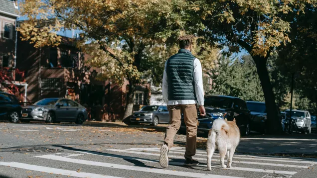 man crossing street in crosswalk with fluffy dog and street trees in background